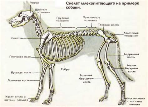 Анатомия собак