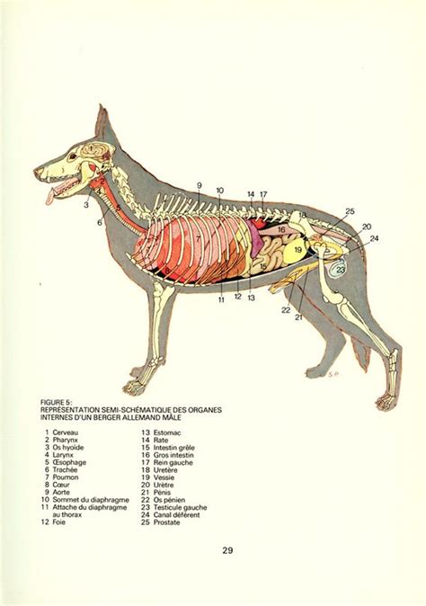 Анатомия собак